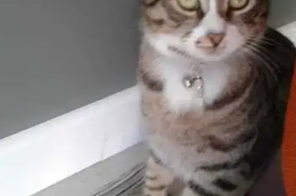 Кошки потеряшки, Белореченск, фото: Потеряшка кошка, Белореченск, ул. 14