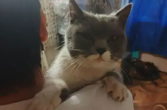 Найдена кошка, Майкоп, фото: Кошка найдена: ул. 8 Марта, 109, Майкоп