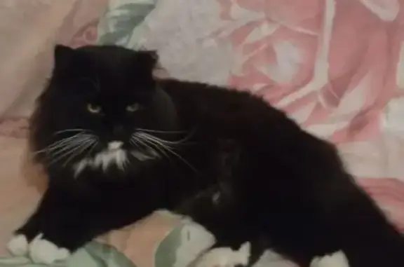 Пропала кошка, ул. Кочергина, Курганинск