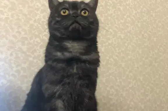 Поиск домашних животных, фото: Пропала кошка, Кубинка, Речная Слобода 15