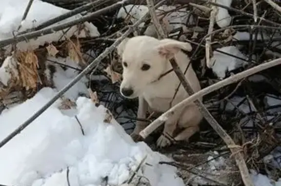 Найдена собака, Челябинск, фото: Найдена кремовая собака, ул. 250-летия, 13Б