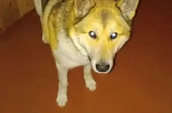 Пропала собака, ул. Халтурина 35, Истобенск