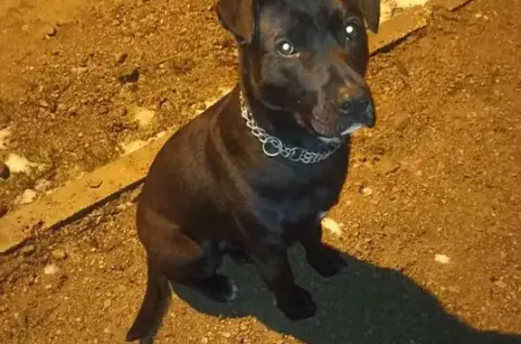 Пропала собака, Парковая 15, Сафоново