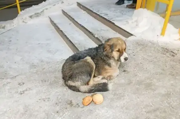 Найдена собака, Улан-Удэ, фото: Собака найдена: ул. Гастелло, 11, Улан-Удэ