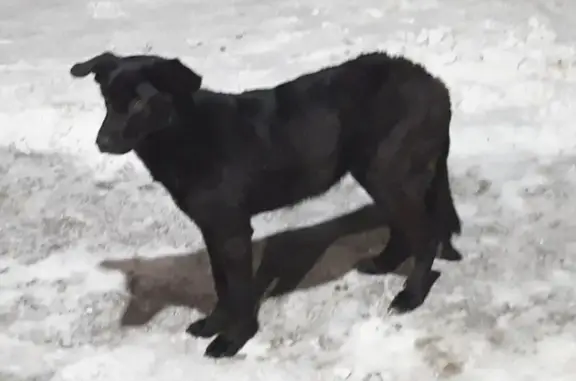 Найдена собака, Маркова, фото: Собака найдена: Маркова, 200, Берёзовый