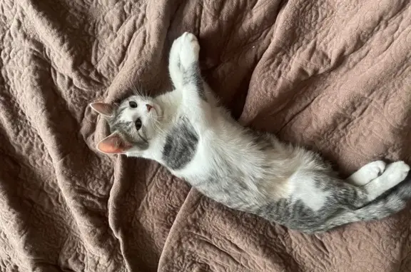 Пропал котёнок, 2-я Заводская 21, Красково