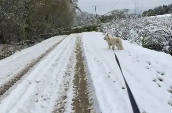 Пропала овчарка: 46Н-12010, 9