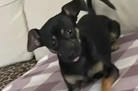 Потерянные животные Екатеринбург, фото: Пропала собака, Селькоровская 76, Екб