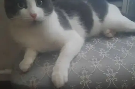 Кошки потеряшки, Майкоп, фото: Потеряшка кот, Тульская ул., 206, Майкоп