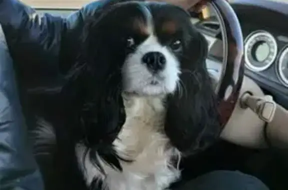 Пропала собака на трассе Калязин-Углич