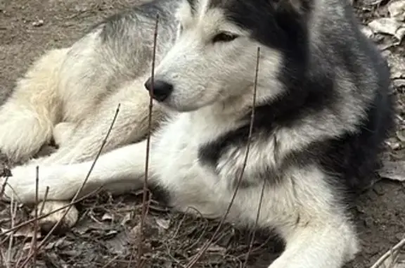 Найдена собака, Волгоград, фото: Найден пёс, ул. Чебышева, 42, Волгоград