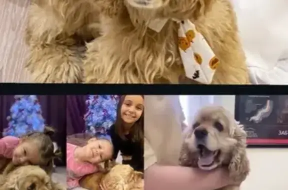 Пропала собака, Ишимбай, Башкортостан