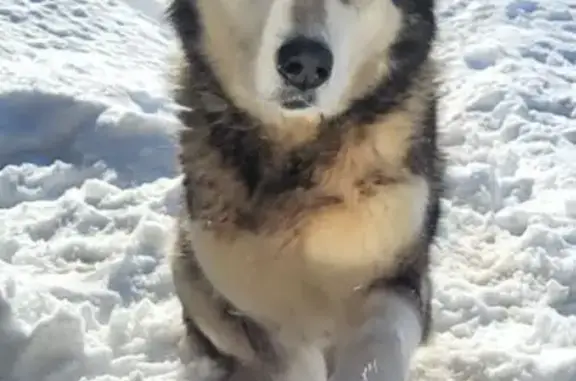 Пропала собака, Ямны, 70К-246