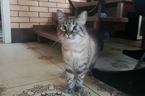 Пропала кошка, Аликоновка, Ставрополье