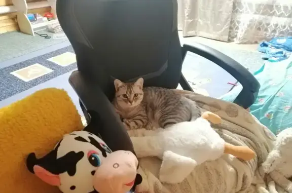 Пропала кошка, ул. Ивана Сусанина, 17