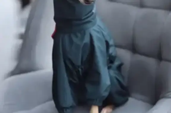 Собаки потеряшки, Мурманск, фото: Потеряшка собака, Кольский проспект, Мурманск