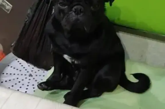 Пропал чёрный мопс, ул. Станция Кутумная