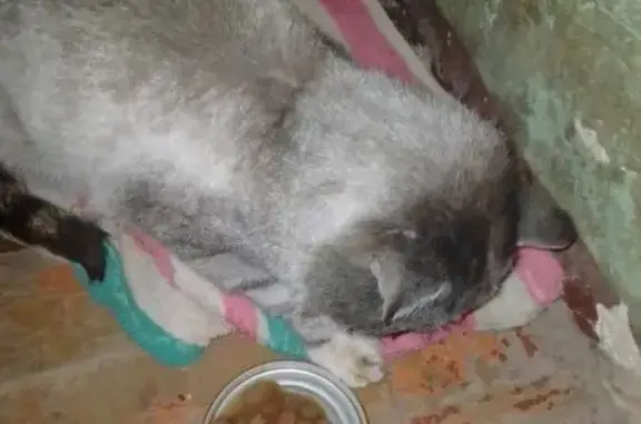 Найдена кошка, Киров, фото: Кошка найдена в подъезде, Киров