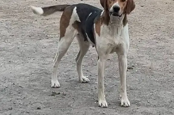 Пропала собака в Рефтинском, Сухой Лог