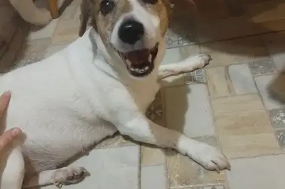 Найдена собака, Калининград, фото: Собака найдена на Генерала Челнокова, 26