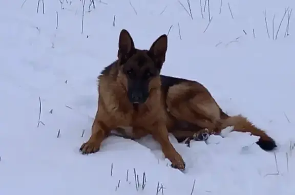 Пропала овчарка, Филимоново, 134 км трассы