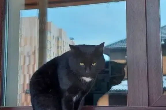 Пропал кот, ул. Северный Венец, 32, Ульяновск