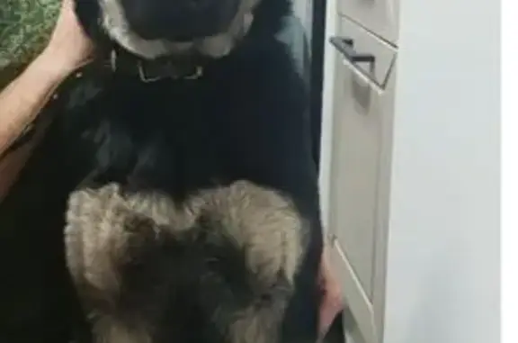 Собаки потеряшки, Миасс, фото: Потеряшка овчарка на Чебаркульской, Миасс