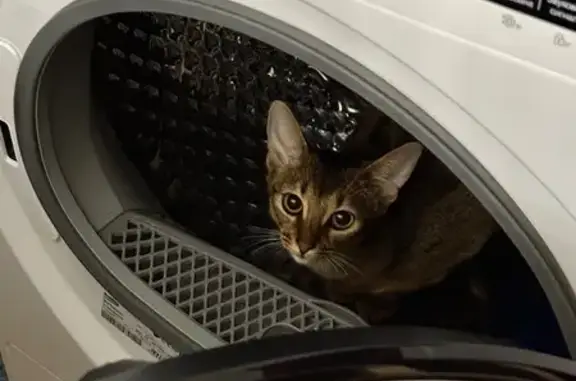 Пропала кошка, ул. Громова 61, Махачкала