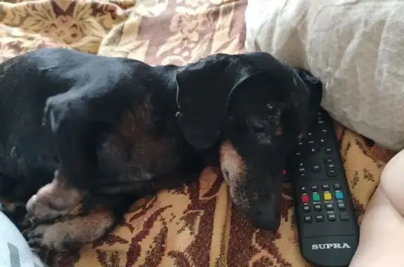 Пропала собака на Варшавской ул., 39 к2