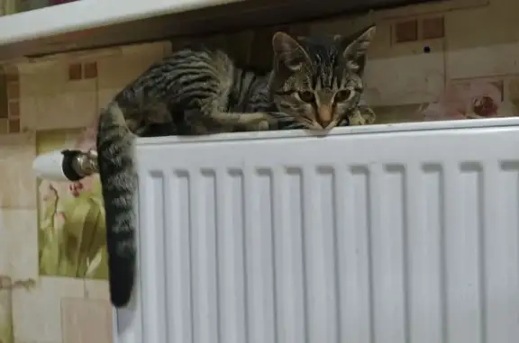 Объявления о пропавших и найденных животных, Заворонежское, фото: Пропала кошка, Мичуринск, Заворонежское