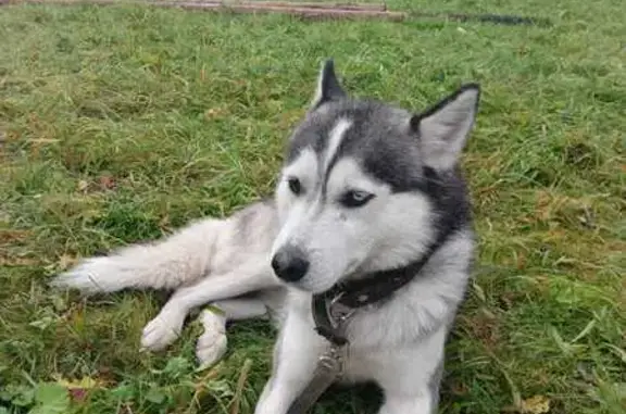 Пропал хаски у метро Проспект Славы, СПб