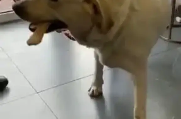 Найдена собака, Краснодарский, фото: Лабрадор найден на Апшеронской в Краснодаре