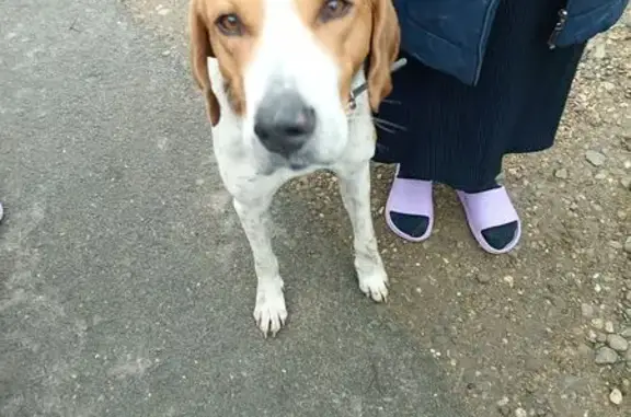 Найдена собака, Псекупс, фото: Найдена собака у станции Псекупс, Адыгея