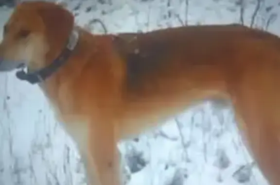 Пропала рыжая собака, Бяковское с/п