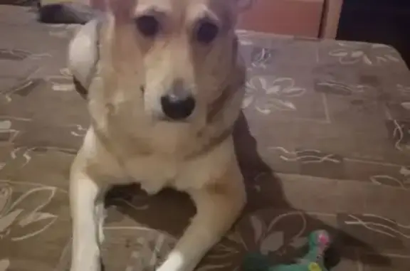 Пропала собака, Красноярск