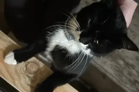 Котёнок найден: ул. Звёздная 2...