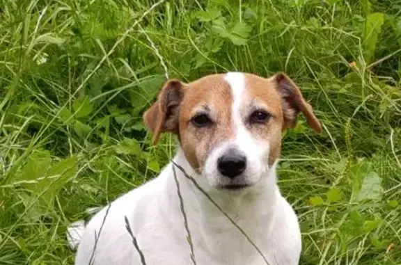 Пропала собака на Юрия Маточкина, 7