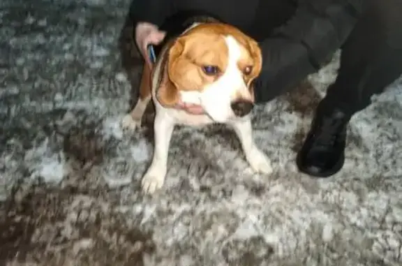 Найдена собака, Саратов, фото: Бигль найден: ул. Лебедева-Кумача, 61/2