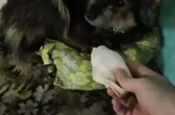 Пропала собака, видели на Московском и Ташкентской