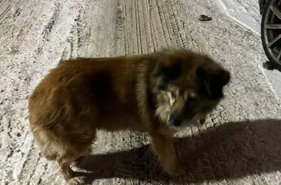 Найдена собака, Тольятти, фото: Собака найдена, ул. Кудашёва, Тольятти