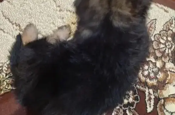 Пропала собака, ул. Некрасова, Углеуральский