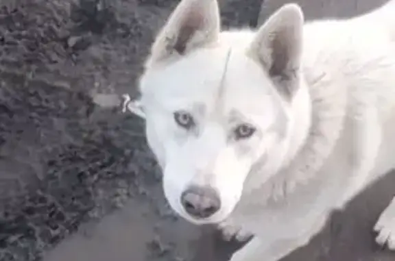 Собаки потеряшки, Тюмень, фото: Потеряшка собака, ул. Агеева 106, Тюмень