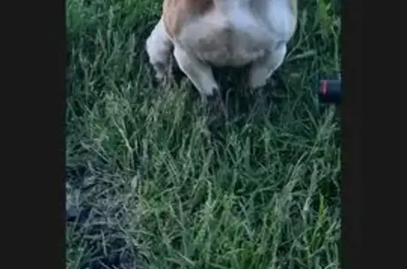 Собаки потеряшки, Уфа, фото: Потеряшка собака, Уфа