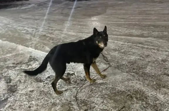 Найденные животные Козельск, фото: Собака найдена: Заводская пл., Козельск