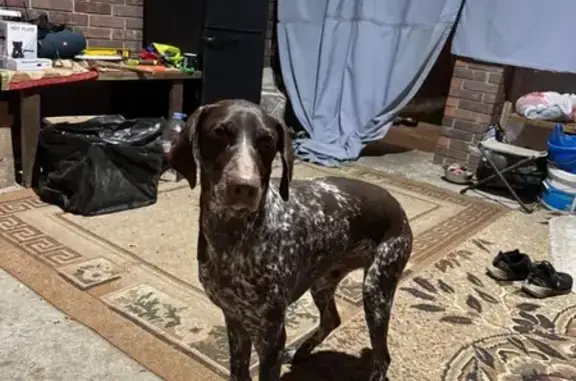 Собаки потеряшки, Ставрополь, фото: Потеряшка собака, Ставрополь