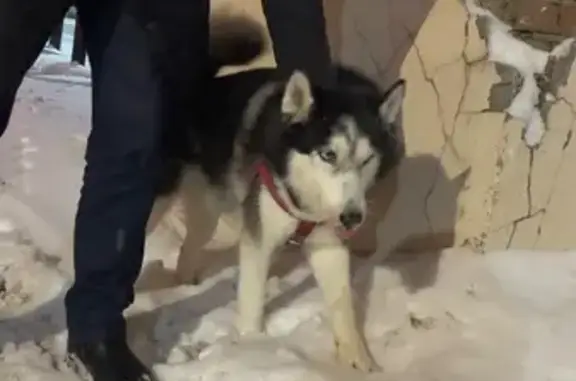 Пропала хаски, пр. Ямашева 73А, Казань