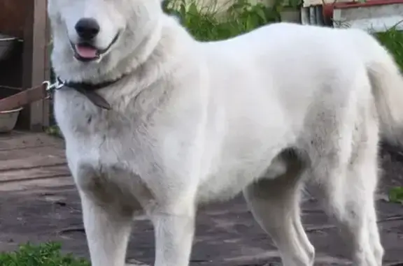 Пропала собака на Агеева, 109, Тюмень