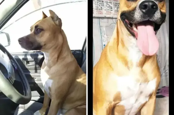 Пропала собака, Полевая ул. 2Д/304, Крск