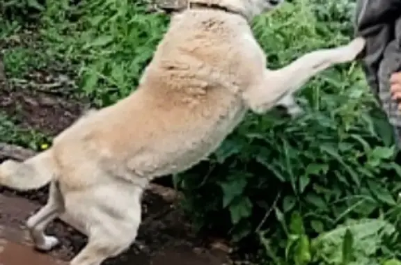 Пропала собака, Комсомольская ул. 5