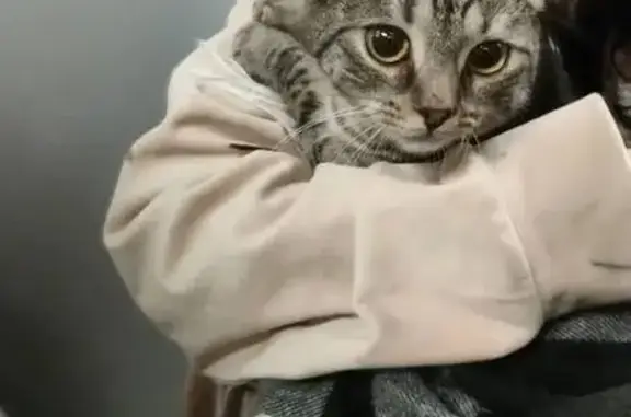 Найдена кошка, Саранск, фото: Кошка найдена: Саранск, СВ шоссе, 29